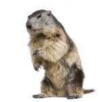Alpine Marmot - Marmota marmota (4 years old) in front of a white background