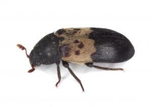 Larder beetle (Dermestes lardarius)