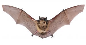 A close up of the bat. Isolated on white.