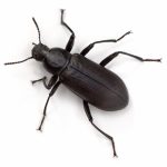 Darkling Beetle (Tenebrionidae) on a white background