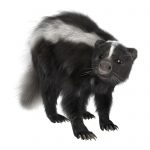3D digital render of a skunk isolated on white background