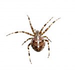 Spider isolated on the white