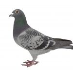 Grey sport pigeon isolated on white background