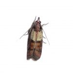 indian-moth-free