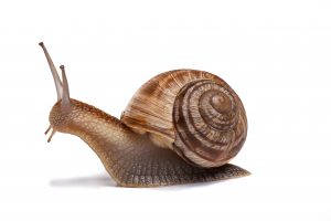 snail on the white background